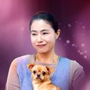 강아지가정부 이미지