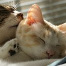 그래도 사랑해 이미지