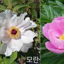 작약의 꽃말 노란 코랄 작약꽃 꽃말 키우기 방법 모란 차이 이미지