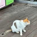 거제점기아오토큐 | 통영 거제도 3박 4일 가족여행 (1) 되뫼골부대찌개/통영케이블카/미륵산/카페 바다담/고현시장 먹거리...