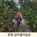중귤농장 | 창원 동읍 아이와 가볼만한 곳 귤따기 체험 감이귤이 농장 후기