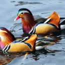 부부로2 이미지