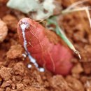 나래농장2 이미지