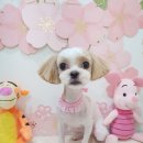 리꼬리꼬펫살롱 이미지