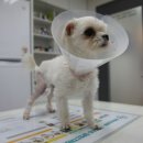 강동동물병원 이미지