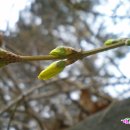 백운화원 이미지