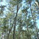 송정솔바람해변2 이미지