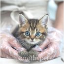 장흥켄넬 이미지