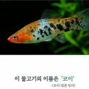 코이 이미지