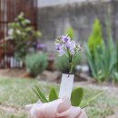소소flower