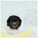 토이켄넬 이미지