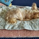 써리 독 이미지