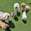 위드온 반려견 교육센터 | 일산애견유치원 전문 <위드온애견유치원> 세심한 배려가 곳곳에서 느껴졌던 만족후기