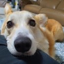 아기강아지 이미지