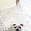 하이파이브 독스 네이버블로그