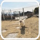 양평특수견 | 역시 최고 양평강아지보호소 선택하길 잘했어