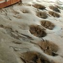 공룡화석지 이미지