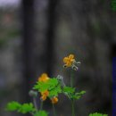 큰꽃지천 이미지