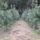 은행나무시장 3 이미지