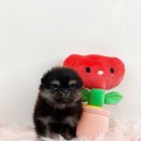 내 품안의 반려견 이미지