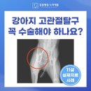 (주)동일 | 강아지 고관절탈구(대퇴골탈구), 반드시 수술이 필요한가요? 11살 노견 애니콘주 주사 후기