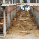 늘푸름목장 이미지