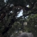 강아지의 하루 이미지