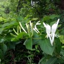 금은조제 이미지