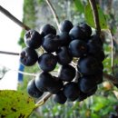 온달농장 이미지