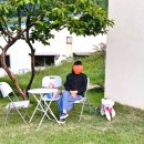 조용하고 감성적인 담양 애견동반 카페 추천, 시노유 방문 후기