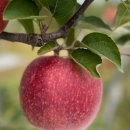 오시롬 농장 이미지