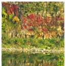 왕징면사무소 | 주상절리를 수놓은 담쟁이 단풍