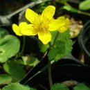 깔롱쟁이 이미지