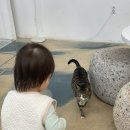 그날그날 | 남양주 진접 카페 그날그날 | 고양이 레이가 반겨주는 감성 카페
