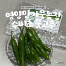 풍미농장 | 깔끔한 매콤함! 친환경 무농약 영양안가욱농장 수비초 풋고추 후기