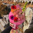 들꽃향기머무는곳 | 마산 교방동에서 만난 감성 가득한 담 위, 꽃 힐링 후기