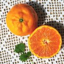 새순2농장 | 4월이벤트! 카라향 / 하동꾸러미 / 아스파라거스 셋 중 하나 맛보고 후기 써 주실 분~ 손들어 주셔유!