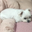 VIP 반려동물 암센터 이미지