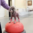 바르다펫 대전점 이미지