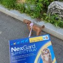 안락고려약국 이미지