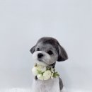 델리키아 이미지