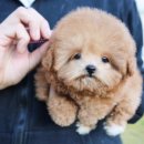 퍼피 비비드(puppy vivid) 이미지