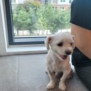 브이독 (V-dog) 이미지