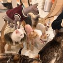 아가마미 고양이카페 이미지