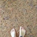 솔잎향기 이미지