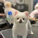 바닐라 애견샵 이미지