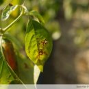 강화식물병원 이미지