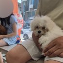 아이콘 동물병원 이미지