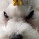 봉봉애견카페호텔 이미지