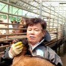 신용 흑염소농장 이미지